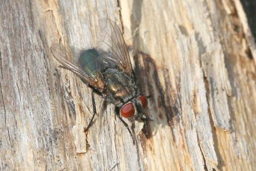 Protocalliphora azurea